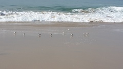 Calidris alba
