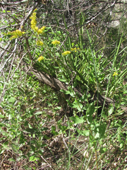 Solidago radula