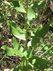 Solidago radula