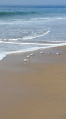 Calidris alba