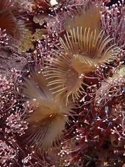 Serpula vermicularis