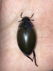 Hydrophilus ovatus