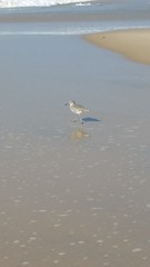 Tringa semipalmata