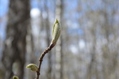Sorbus aucuparia