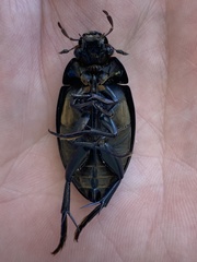 Hydrophilus ovatus