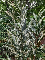 Alpinia vittata