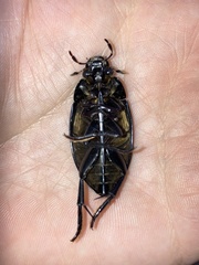 Hydrophilus ovatus