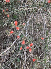 Cylindropuntia leptocaulis