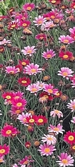 Argyranthemum frutescens