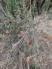 Cylindropuntia leptocaulis