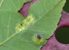 Phylloxera russellae