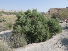 Salsola webbii