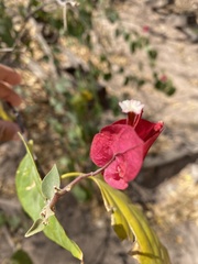 Bougainvillea