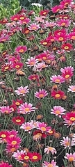 Argyranthemum frutescens