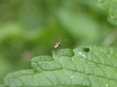 Axinotarsus pulicarius