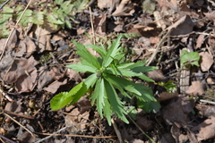 Ranunculus cassubicus