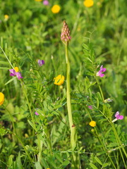 Anacamptis pyramidalis