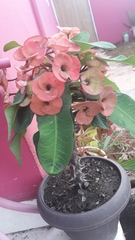 Magnoliopsida