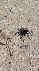 Aphonopelma icenoglei