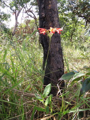 Alstroemeria gardneri