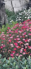 Argyranthemum frutescens