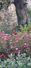 Argyranthemum frutescens