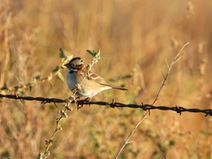 Zonotrichia capensis