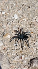 Aphonopelma icenoglei