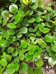 Peperomia obtusifolia