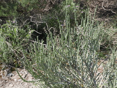 Anabasis articulata