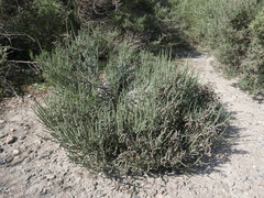 Anabasis articulata