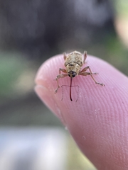 Curculio occidentis