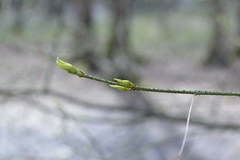 Euonymus verrucosus