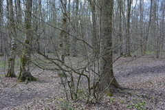 Euonymus verrucosus