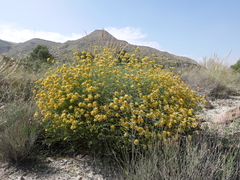 Genista umbellata