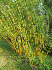 Salix × fragilis vitellina