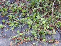 Medicago orbicularis