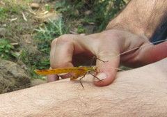 Anthophiloptera dryas