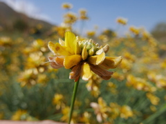 Genista umbellata