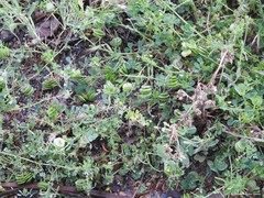 Medicago orbicularis