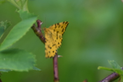 Pseudopanthera macularia