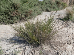 Salsola genistoides