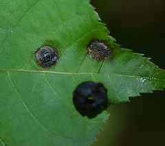 Phylloxera caryaeavellana