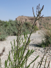 Salsola genistoides