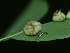 Phylloxera caryaeavellana