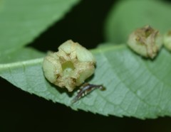 Phylloxera caryaeavellana