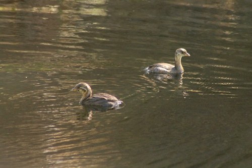 iNaturalist observation photo of Pied-billed Grebe