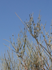 Ephedra fragilis