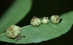 Phylloxera caryaeavellana