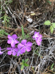 Phlox pilosa pilosa
